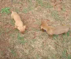 6 miniature dachshund puppies available - 7