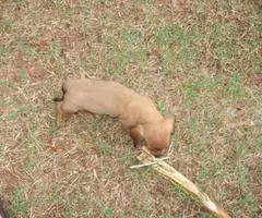 6 miniature dachshund puppies available - 8