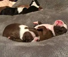Boston Terriers - 5 males and 1 female