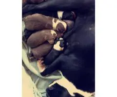 Boston Terriers - 5 males and 1 female - 2