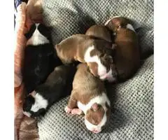 Boston Terriers - 5 males and 1 female - 4