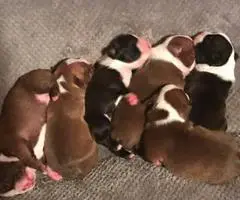 Boston Terriers - 5 males and 1 female - 5