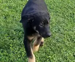 German shepherd MIX - 2 puppies out of 6 left from my litter - 4