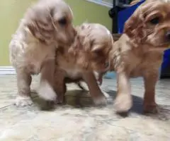 Three Cocker spaniel puppies for Adoption