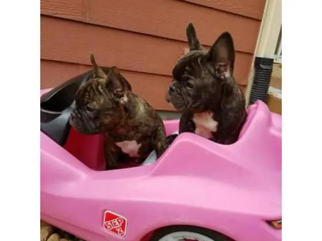 14 weeks old Male French Bulldog