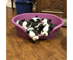 Beautiful black & white Boston terrier puppies