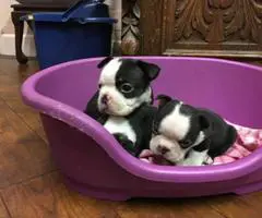 Beautiful black & white Boston terrier puppies - 3