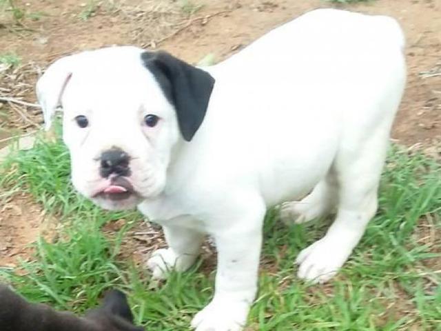 Olde english bulldoge puppies 3 males 2 females left in