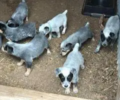 Adorable Purebred Blue Heeler Puppies for sale.