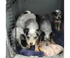 Adorable Purebred Blue Heeler Puppies for sale. - 2