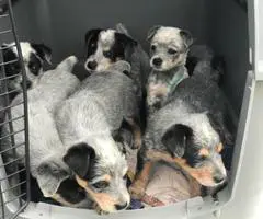 Adorable Purebred Blue Heeler Puppies for sale. - 3