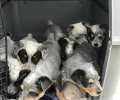 Adorable Purebred Blue Heeler Puppies for sale. - 4
