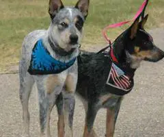 Adorable Purebred Blue Heeler Puppies for sale. - 5