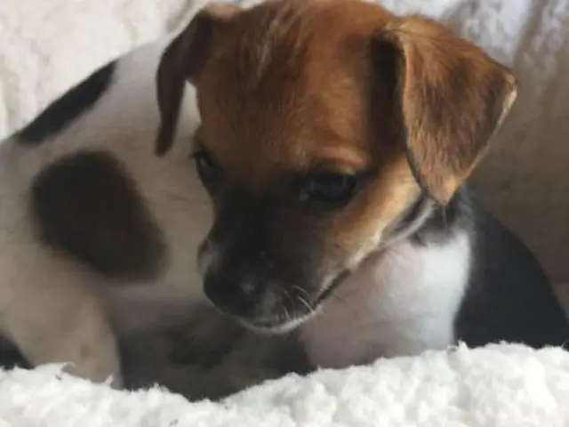 2  little Cheagle puppies for sale - 2/3