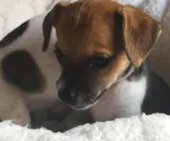 2  little Cheagle puppies for sale - 2