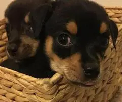 Chihuahua Puppies ready to go August 2017 - 3