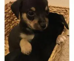 Chihuahua Puppies ready to go August 2017 - 4