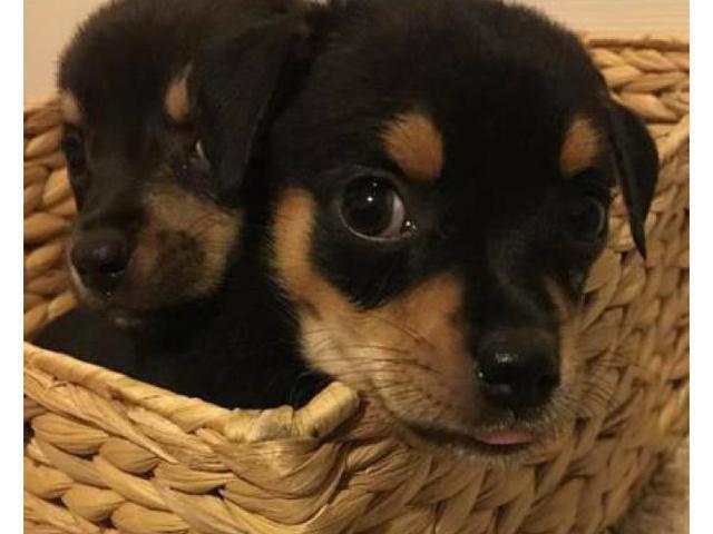Chihuahua Puppies ready to go August 2017 Honolulu