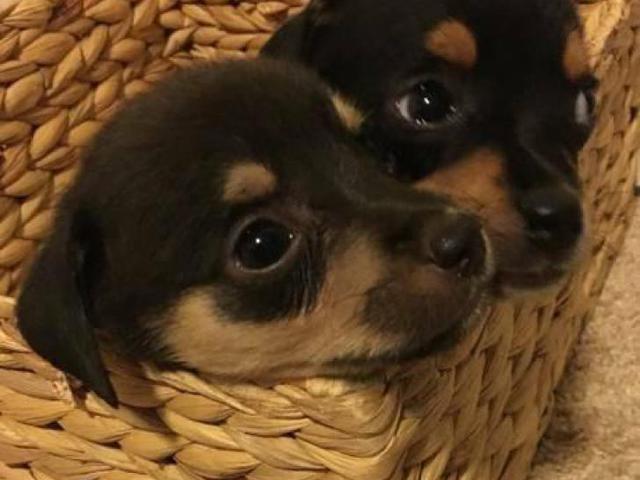 Chihuahua Puppies ready to go August 2017 in Honolulu