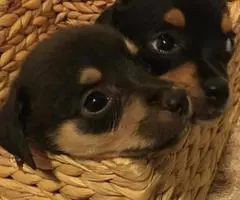 Chihuahua Puppies ready to go August 2017 - 6
