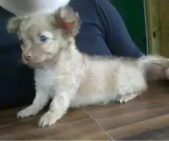 Male long haired Chihuahua puppy 7 weeks old - 3