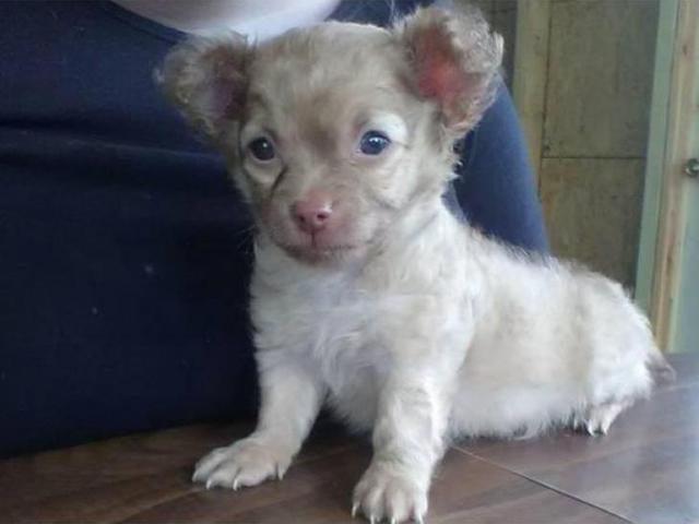 Male long haired Chihuahua puppy 7 weeks old in