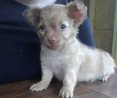 Male long haired Chihuahua puppy 7 weeks old - 4