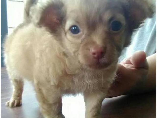 Male long haired Chihuahua puppy 7 weeks old in