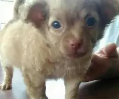 Male long haired Chihuahua puppy 7 weeks old - 6