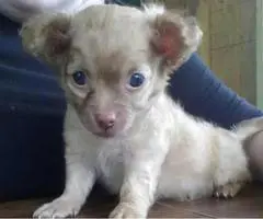 Male long haired Chihuahua puppy 7 weeks old - 7