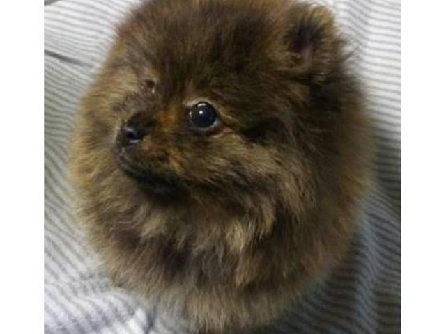 One male akc orange bridle Pomeranian puppy in Greensboro