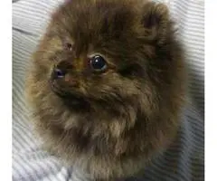 One male akc orange bridle Pomeranian puppy - 5