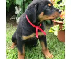 Beautiful Male Rottweiler Puppies for adoption 2017