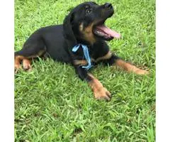 Beautiful Male Rottweiler Puppies for adoption 2017 - 2