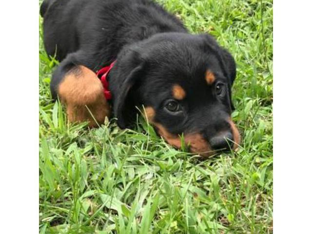 Beautiful Male Rottweiler Puppies for adoption 2017 Hudson - Puppies