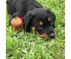 Beautiful Male Rottweiler Puppies for adoption 2017 - 3