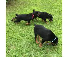 Beautiful Male Rottweiler Puppies for adoption 2017 - 4