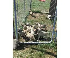 Mastiff puppies 8 weeks old - 3