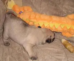 2 adorable Pug Puppies available - 1