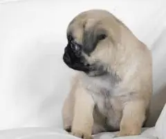 2 adorable Pug Puppies available - 2