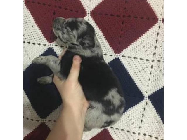 4 blue merle females border collie for sale in Kansas City ...