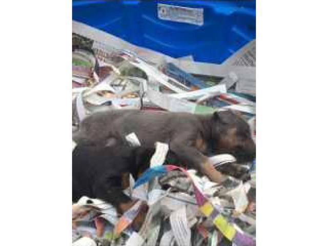 6 male and 3 female Black & Tan Pure Bred Doberman Pincher ...