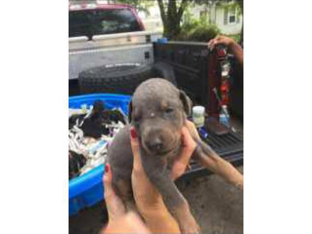 6 male and 3 female Black & Tan Pure Bred Doberman Pincher ...