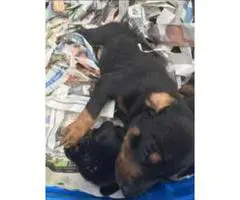 6 male and 3 female Black & Tan Pure Bred Doberman Pincher Puppies - 4