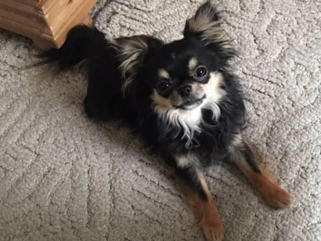 Long hair chihuahua available in Albany, New York