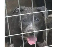 UKC registered American Bully puppies 2 blue females left - 3