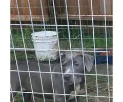 UKC registered American Bully puppies 2 blue females left - 5