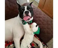 2 years old American Bulldog mix for adoption - 2