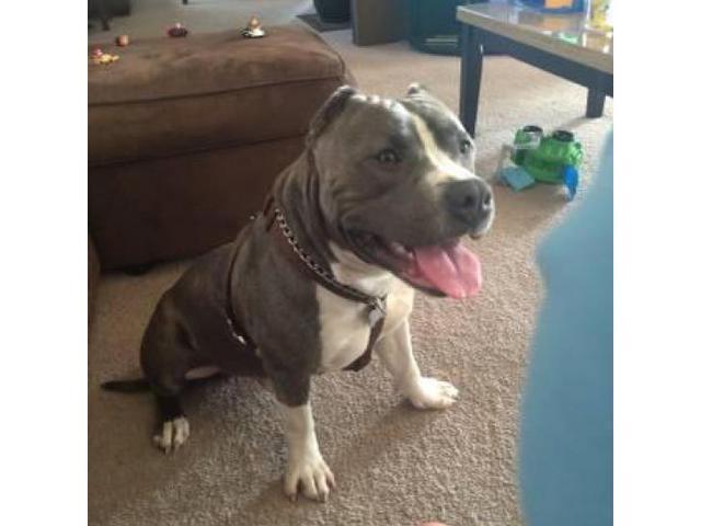 2 years old American Bulldog mix for adoption in ...