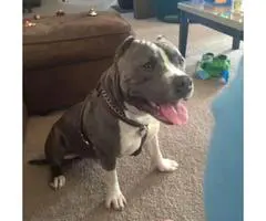 2 years old American Bulldog mix for adoption - 3